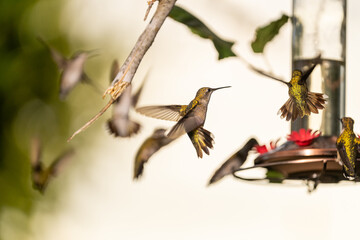 Hummingbirds in Raymondville, TX..09/27/23..Migrating hummingbirds swarm the feeder..Photo by David Pike