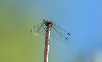 Port Mansfield, TX.10/17/23..Dragonfly..Photo by David Pike