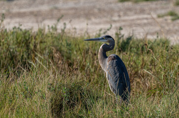 Port Mansfield, TX.10/17/23..Great Blue Heron..Photo by David Pike