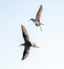 Port Mansfield, TX.10/17/23..Sandpiper..Photo by David Pike