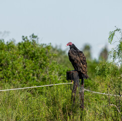 Port Mansfield, TX.10/17/23..Turkey Vulture..Photo by David Pike