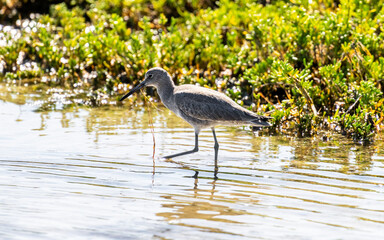 Port Mansfield, TX.10/17/23..Sandpiper..Photo by David Pike