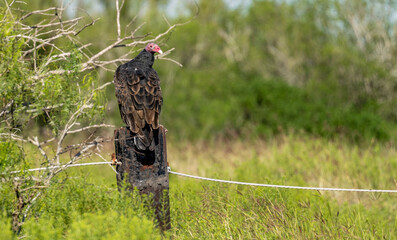 Port Mansfield, TX.10/17/23..Turkey Vulture..Photo by David Pike