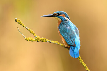 European Kingfisher ( Alcedo atthis ) close up