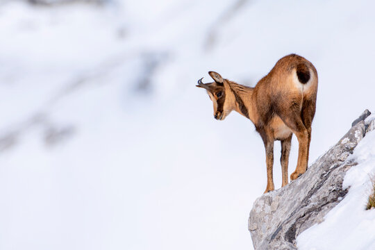 Chamois in the snow on the peaks of the National Park Picos de Europa in Spain.
