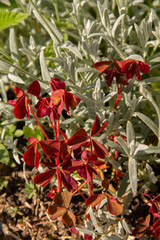red and green leaves