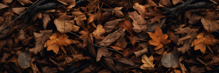 Beautiful Fallen Autumn Leaves Carpet the Forest Floor, A Wide Angle Shot