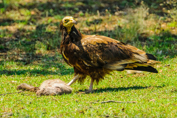 egyptian vulture  in extremadura, spain