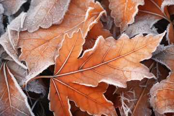 Beautiful colorful nature with bright orange leaves covered with frost in late autumn or early winter.