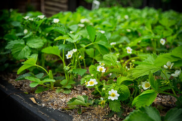 Strawberries bloom in the garden, blooming strawberries in the garden.