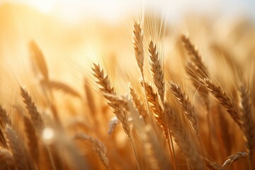 A sunlit wheat field close up with blurry wheat. Generative AI