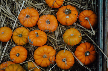 Pumpkin harvest. A spooky season's for halloween delights.
