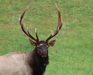 Elk Bull Fall Rut Antlers 