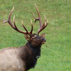 Elk Bull Fall Rut Antlers 