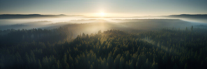 An Aerial Shot of A Large Pine Forest