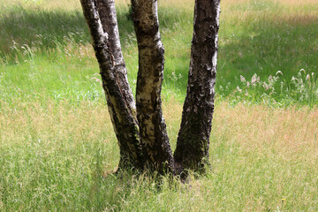 Birken auf einer Feuchtwiese im Nationalpark Hoge Kempen, Limburg, Belgien - obrazy, fototapety, plakaty