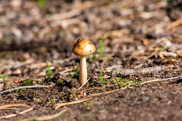 Amanita crocea,amanita in forest. Amanita crocea. Selective focus, blurred background 