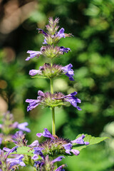 Catnip Nepeta kubanica 'Neptune' perennial with blue-violet flowers © Mariusz