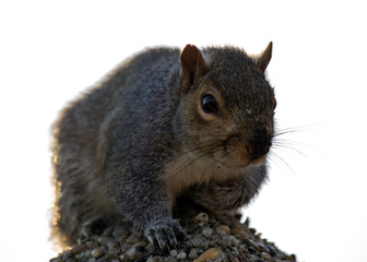 Eastern Gray Squirrel (Sciurus carolinensis) Outdoors