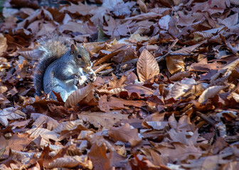 Eastern Gray Squirrel (Sciurus carolinensis) Outdoors