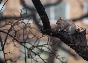 Eastern Gray Squirrel (Sciurus carolinensis) Outdoors