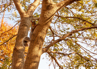 Eastern Gray Squirrel (Sciurus carolinensis) Outdoors