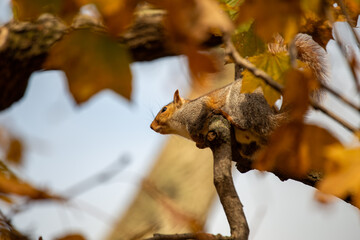 Eastern Gray Squirrel (Sciurus carolinensis) Outdoors