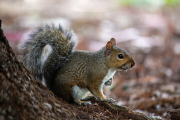 Western Gray Squirrel (Sciurus griseus).Western Gray Squirrel (Sciurus griseus) Outdoors