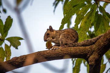 Variegated Squirrel (Sciurus variegatoides) Outdoors