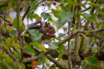 Western Gray Squirrel (Sciurus griseus).Western Gray Squirrel (Sciurus griseus) Outdoors