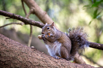 Western Gray Squirrel (Sciurus griseus).Western Gray Squirrel (Sciurus griseus) Outdoors