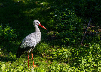 White Stork (Ciconia ciconia) Outdoors