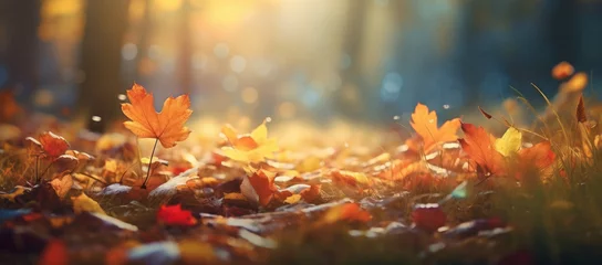 Foto op Plexiglas Fall season landscape, forest floor covered with fallen leaves and autumnal sun through tree foliage - Autumn seasonal background © mozZz