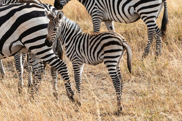 Zebra foal standing in a group of zebras in the massai mara, kenya