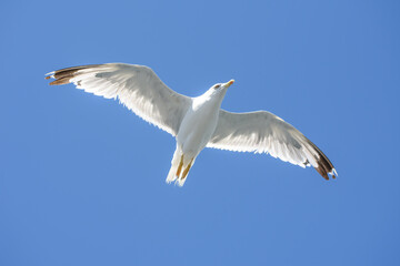 seagull bird with open wings in the blue sky