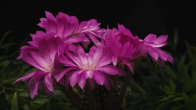 Timelapse of pink succulent plant flower blooming on black background