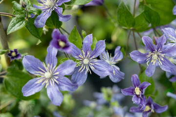 Clematis flowering plant blossoms in the summer garden