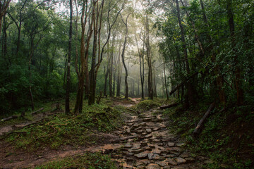 trail route in the jungle of thailand