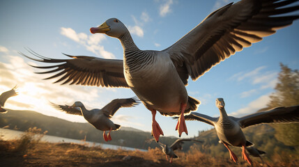 Naklejka premium a group of geese in nature looking at the camera created with Generative Ai