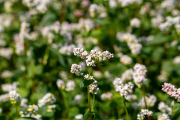 Buckwheat macro with white flowers. Fagopyrum esculentum