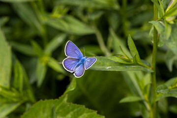 Beautiful (Lycaenidae) Blue Butterfly close up in the garden 