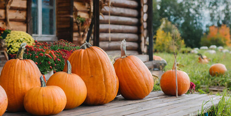 many pumpkins on the feet of a village house dwelling cottagecore the concept of autumn than