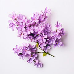 Bunch of  lilac on a clean white background