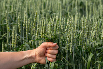 Hand farmer is touching ears of wheat on field in sun, inspecting her harvest. Agricultural...