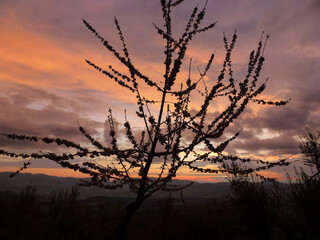 Obraz premium Profile of a tree against the background of a bright evening sky and distant mountains