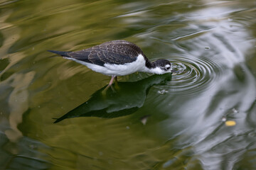 The American wrote the bird in the water.