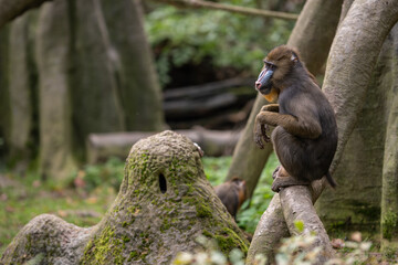 A captive mandrill monkey on a branch.