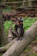A captive mandrill monkey on a branch.