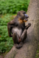 A baby mandrill monkey is scratching.