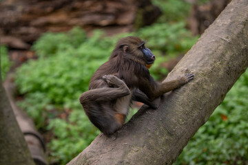 A baby mandrill monkey is scratching.
